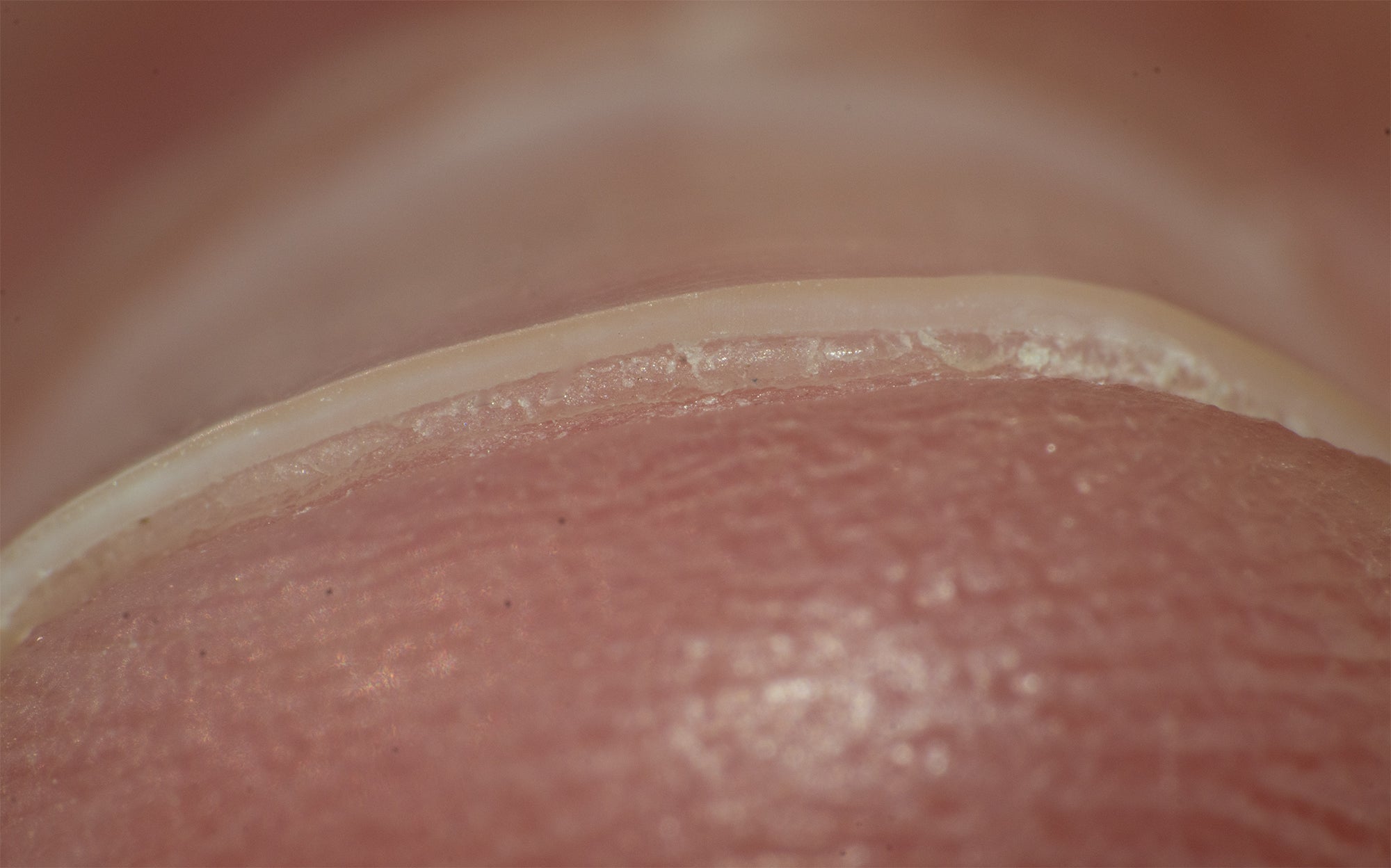 EDJY's sharp blade leaves a smooth, clean nail cut